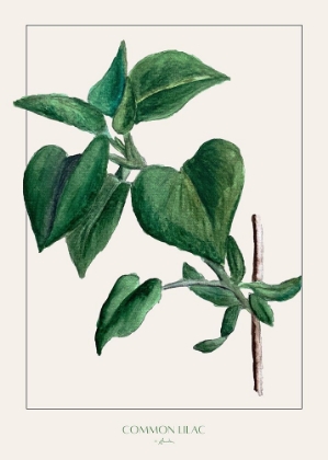 Picture of COMMON LILAC