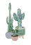 Picture of SCANDI JAPANDI CACTUS TRIO