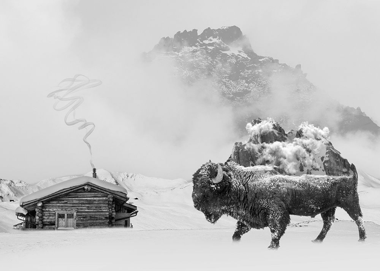 Picture of BISON