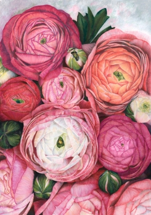 Picture of ARLETH RANUNCULUS BOUQUET IN WARM PINK
