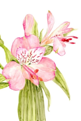 Picture of PINK WATERCOLOR ALSTROEMERIA