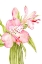 Picture of PINK WATERCOLOR ALSTROEMERIA