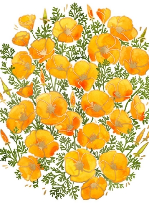 Picture of GOLD ACCENTED CALIFORNIA POPPIES