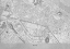 Picture of GRAY MAP OF KIEV DOWNTOWN (PRE-WAR)