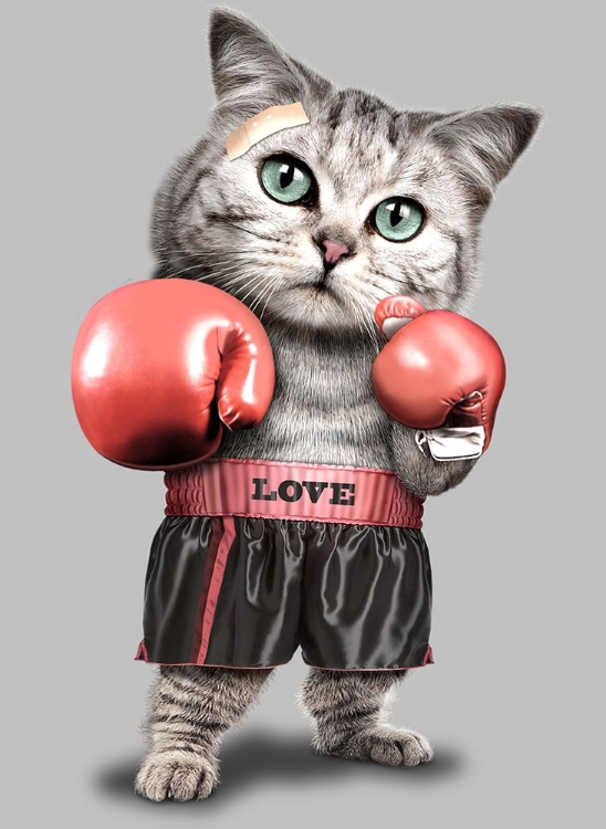 Picture of BOXING CAT