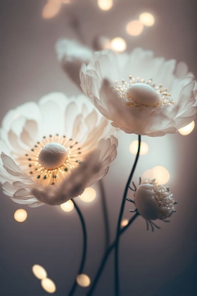 Picture of WHITE FLOWERS AND BOKEH