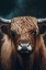 Picture of HIGHLAND COW