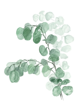 Picture of WATERCOLOR SILVER DOLLAR EUCALYPTUS