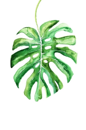 Picture of MONSTERA LEAF