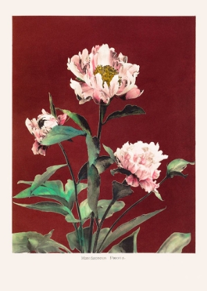 Picture of HABRDACEOUS PEONY NO2