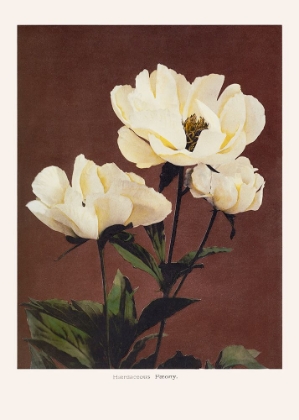 Picture of HABRDACEOUS PEONY