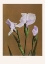 Picture of IRIS KABMPFERI NO2