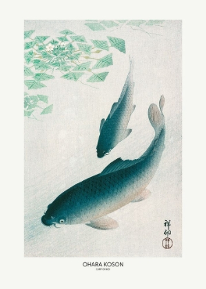 Picture of CARP OR KOI