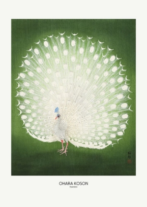 Picture of PEACOCK - WIDE