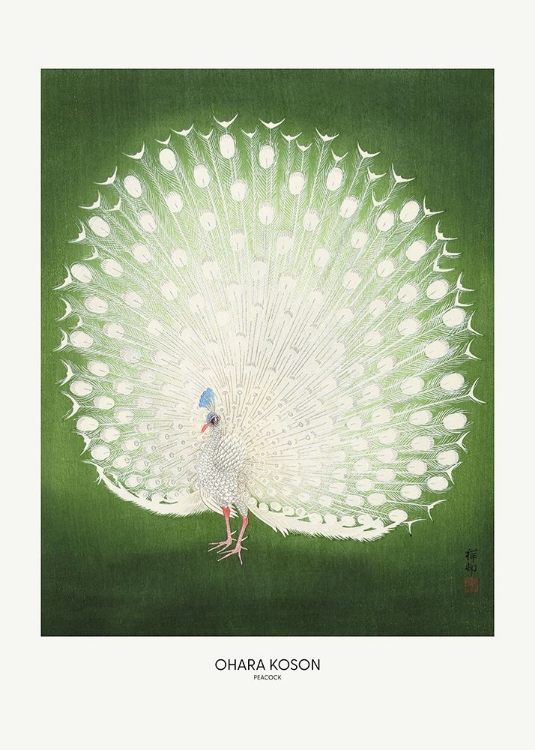 Picture of PEACOCK - WIDE