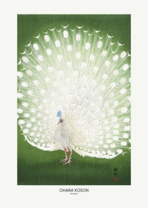 Picture of PEACOCK - CROPPED