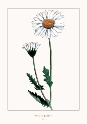 Picture of WHITE DAISY