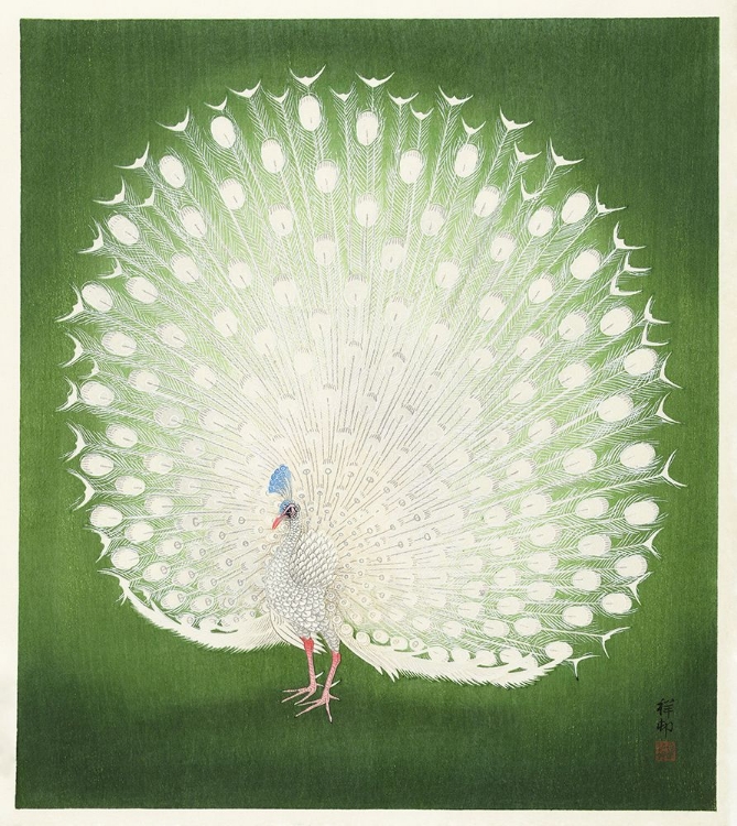 Picture of PEACOCK