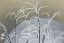 Picture of FROST FROM MOMOYOGUSA