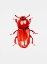 Picture of ULOMA CULINARIS