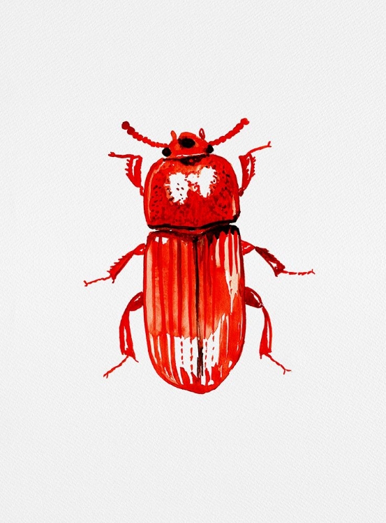 Picture of ULOMA CULINARIS