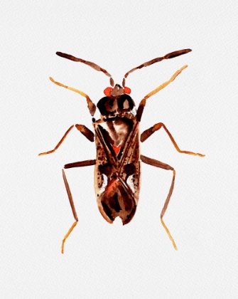 Picture of DIRT-COLORED SEED BUG OR RHYPAROCHROMUS VULGARIS