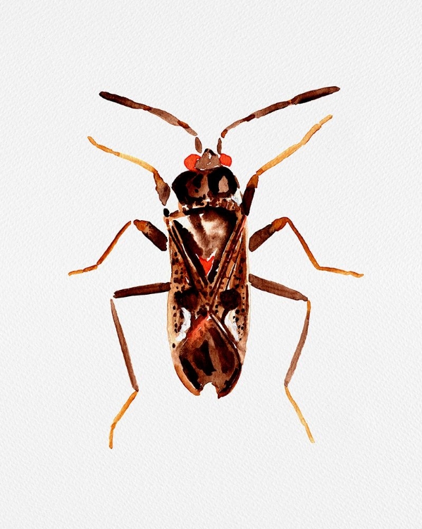 Picture of DIRT-COLORED SEED BUG OR RHYPAROCHROMUS VULGARIS
