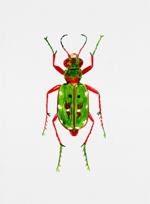 Picture of GREEN TIGER BEETLE OR CICINDELA CAMPESTRIS