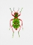 Picture of GREEN TIGER BEETLE OR CICINDELA CAMPESTRIS