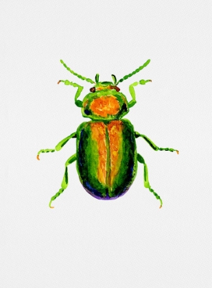 Picture of TANSY BEETLE OR CHRYSOLINA GRAMINIS