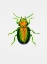 Picture of TANSY BEETLE OR CHRYSOLINA GRAMINIS