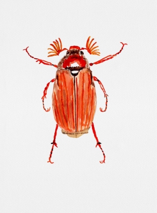 Picture of FOREST COCKCHAFER OR MELOLONTHA HIPPOCASTANI