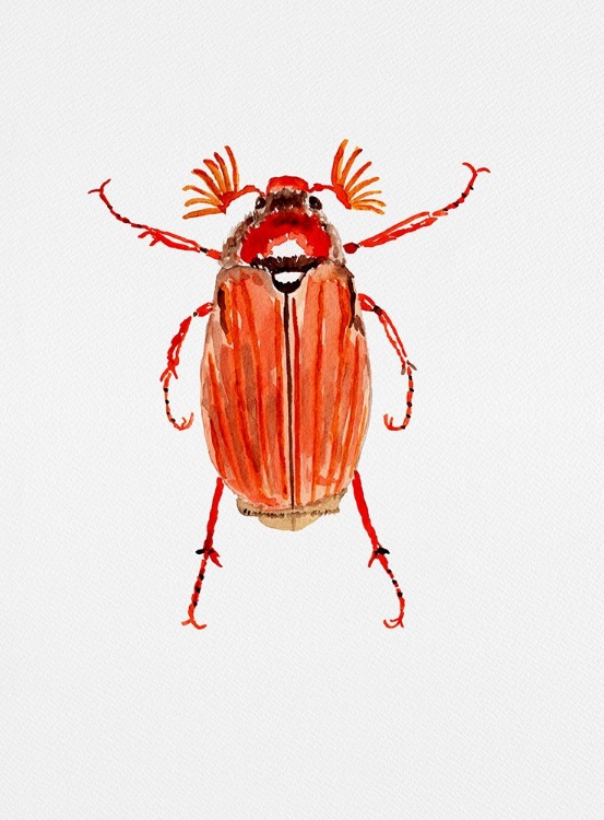 Picture of FOREST COCKCHAFER OR MELOLONTHA HIPPOCASTANI