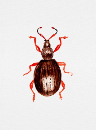 Picture of STRAWBERRY ROOT WEEVIL  OR OTIORHYNCHUS OVATUS
