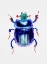 Picture of EARTH-BORING DUNG BEETLE OR ANOPLOTRUPES STERCOROSUS