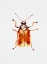 Picture of ANOTHER LEAF BEETLE THE CRYPTOCEPHALUS CORDIGER