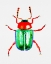 Picture of KNOTWEED BEETLE OR GASTROPHYSA POLYGONI