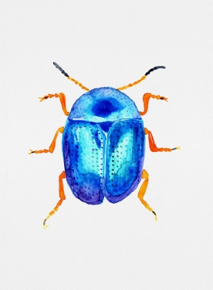 Picture of BLUE LEAF BEETLE OR COLAPHUS SOPHIAE