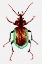Picture of CATERPILLAR HUNTER BEETLE OR CALOSOMA SCRUTATOR