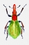 Picture of PSEUDAPLEMONUS ARTEMISIAE