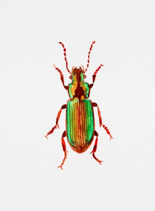 Picture of CARABIDAE GROUND BEETLE OR HARPALUS DISTINGUENDUS