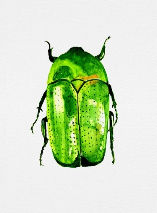 Picture of GREEN JUNE BEETLE OR COTINIS NITIDA