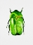 Picture of GREEN JUNE BEETLE OR COTINIS NITIDA