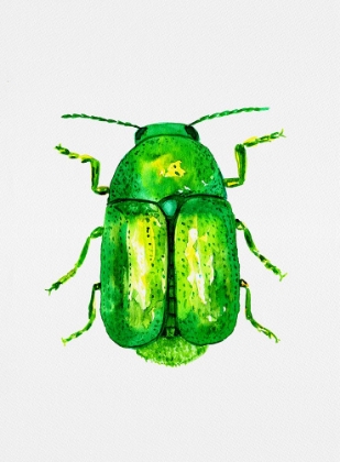 Picture of CYLINDRICAL LEAF BEETLE OR CRYPTOCEPHALUS SERICEUS