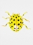 Picture of THE 22-SPOT LADYBIRD OR PSYLLOBORA VIGINTIDUOPUNCTATA