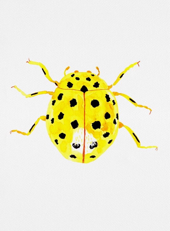 Picture of THE 22-SPOT LADYBIRD OR PSYLLOBORA VIGINTIDUOPUNCTATA