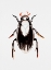 Picture of WATER SCAVENGER BEETLE OR HYDROPHILUS ATERRIMUS