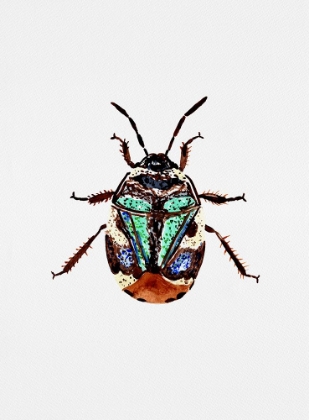 Picture of PIED SHIELD BUG OR TRITOMEGAS BICOLOR