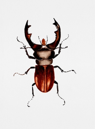 Picture of STAG BEETLE OR LUCANUS CERVUS