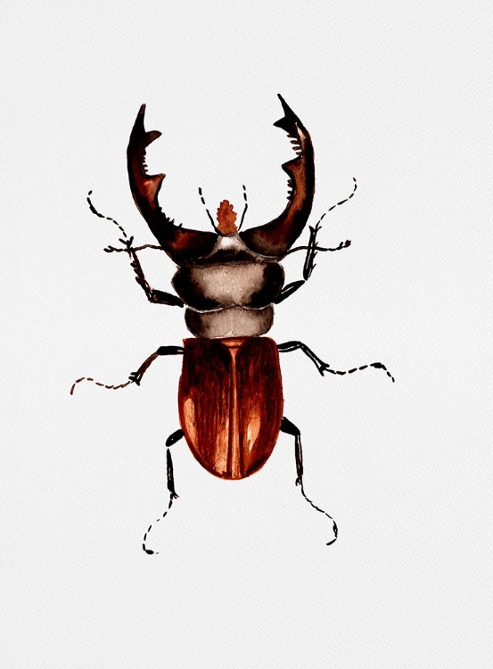 Picture of STAG BEETLE OR LUCANUS CERVUS